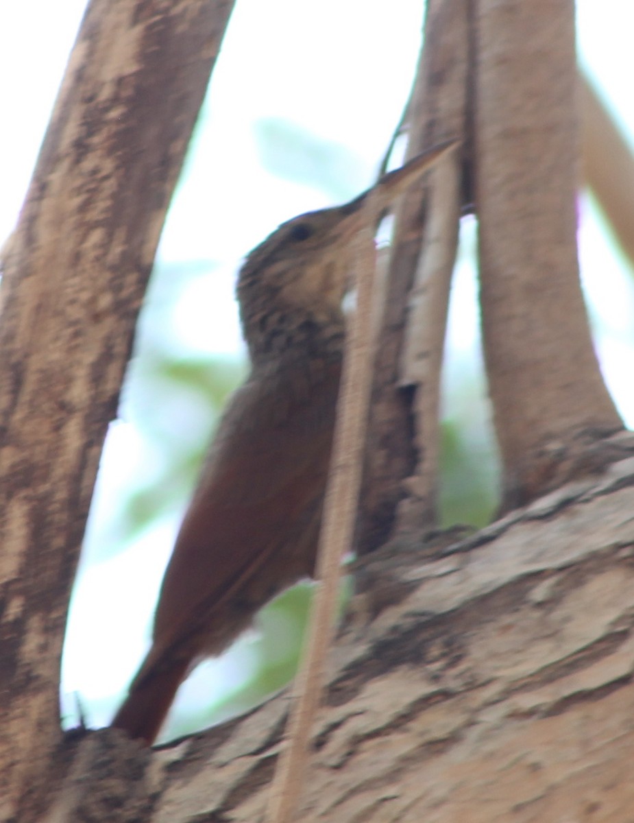 Ivory-billed Woodcreeper - ML619711275