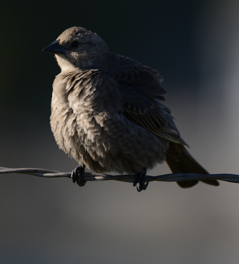 Brown-headed Cowbird - ML619711280