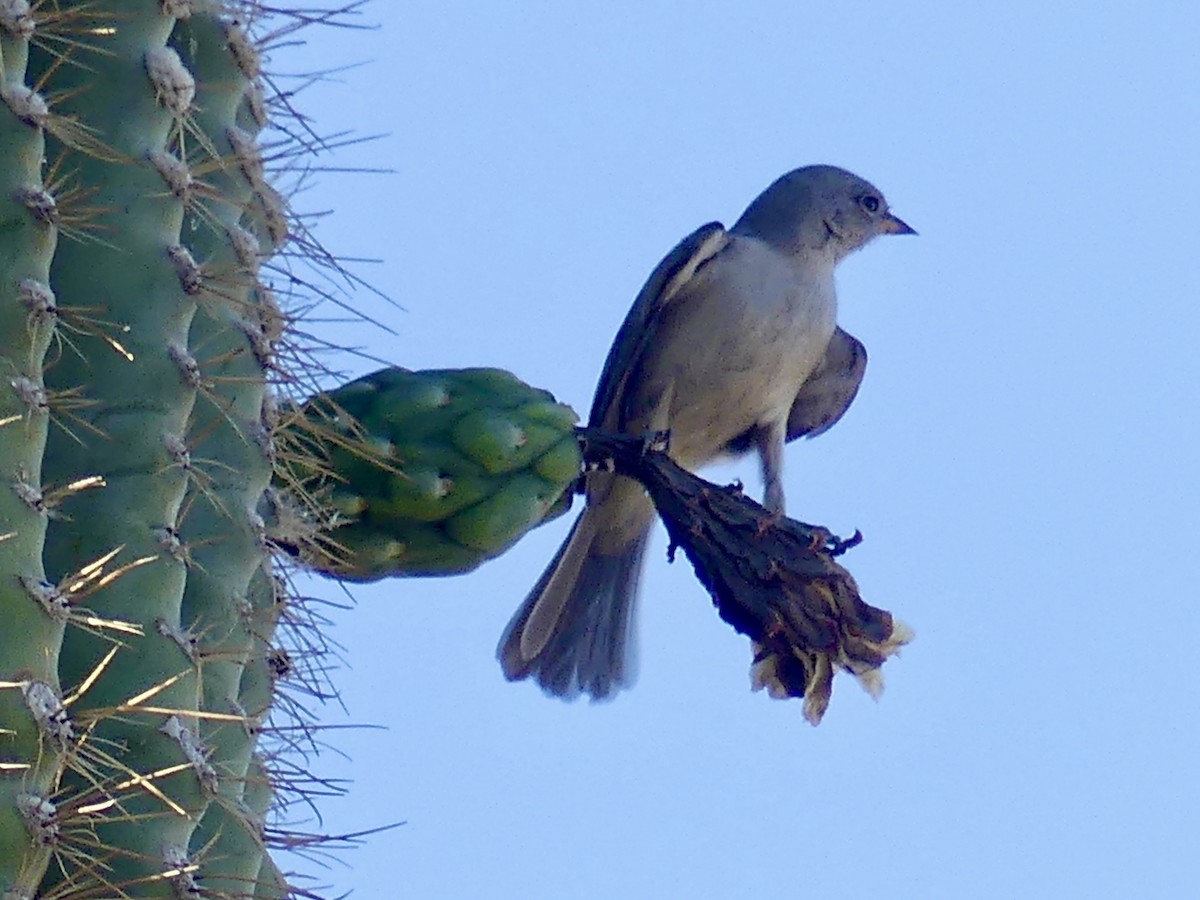 Pájaro Moscón Baloncito - ML619711293