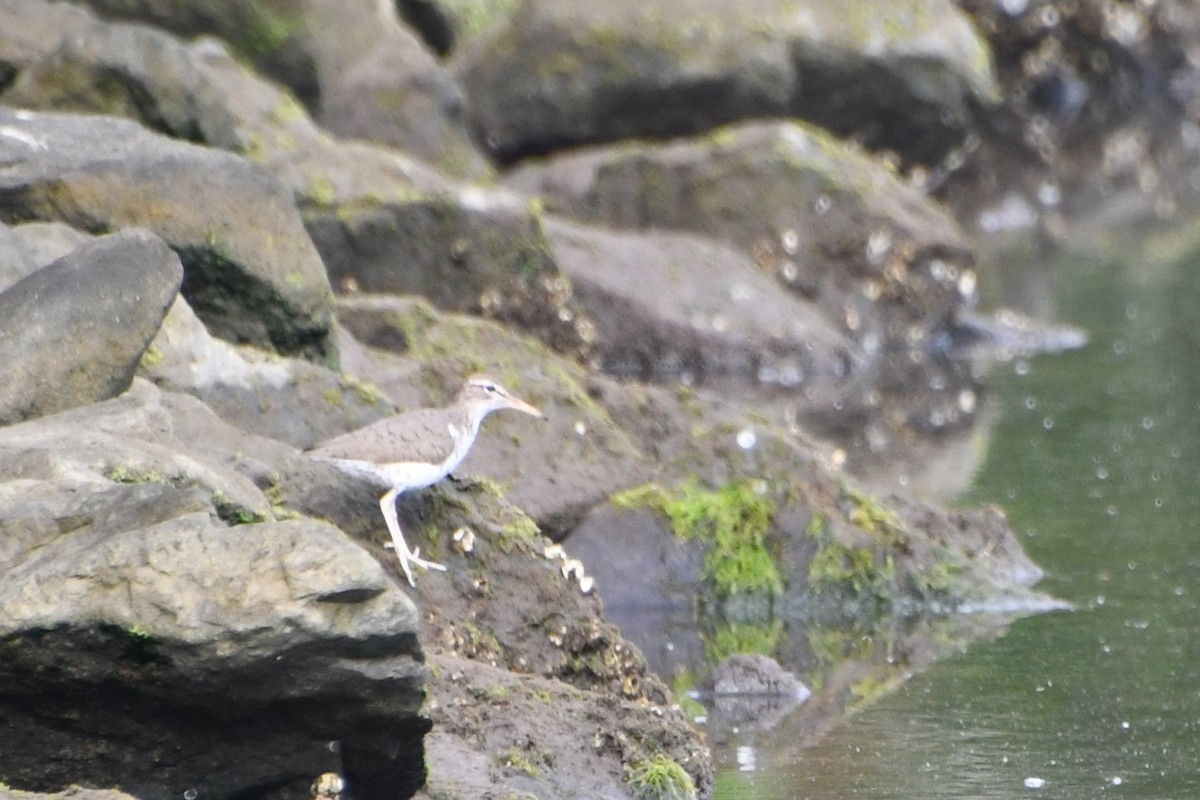 Spotted Sandpiper - ML619711296