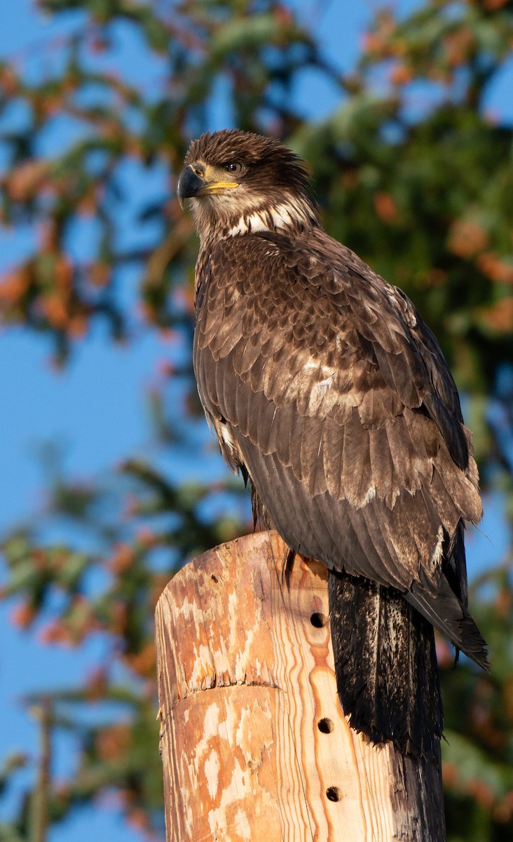 Bald Eagle - ML619711309