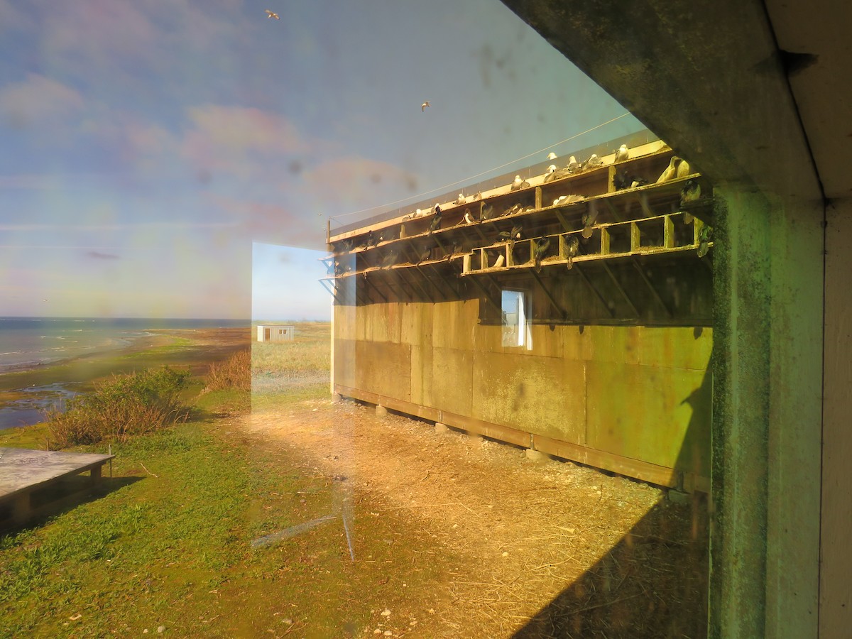 Arao Común - ML619711310