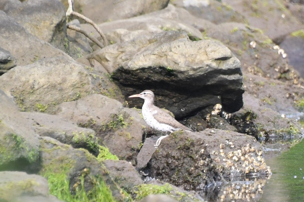 Spotted Sandpiper - ML619711314