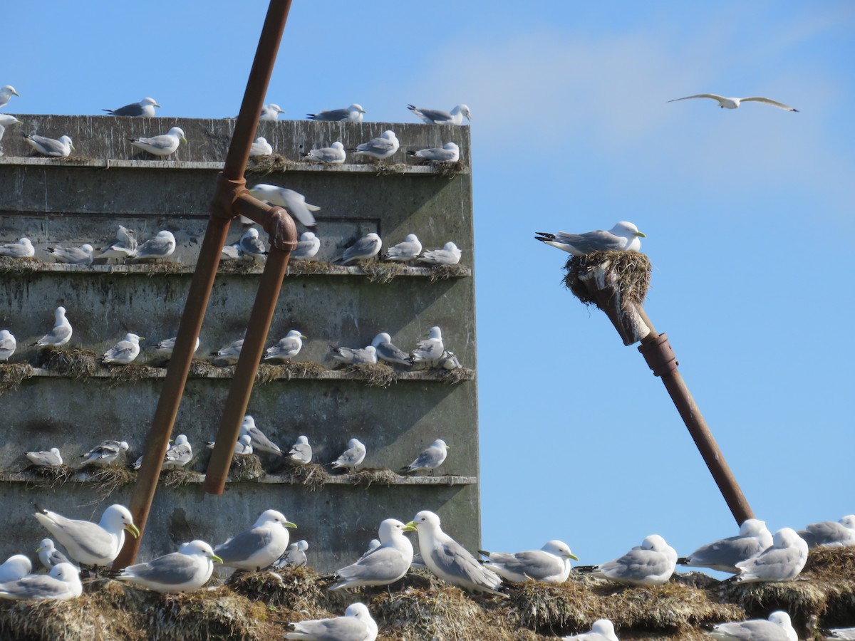 Black-legged Kittiwake - ML619711318