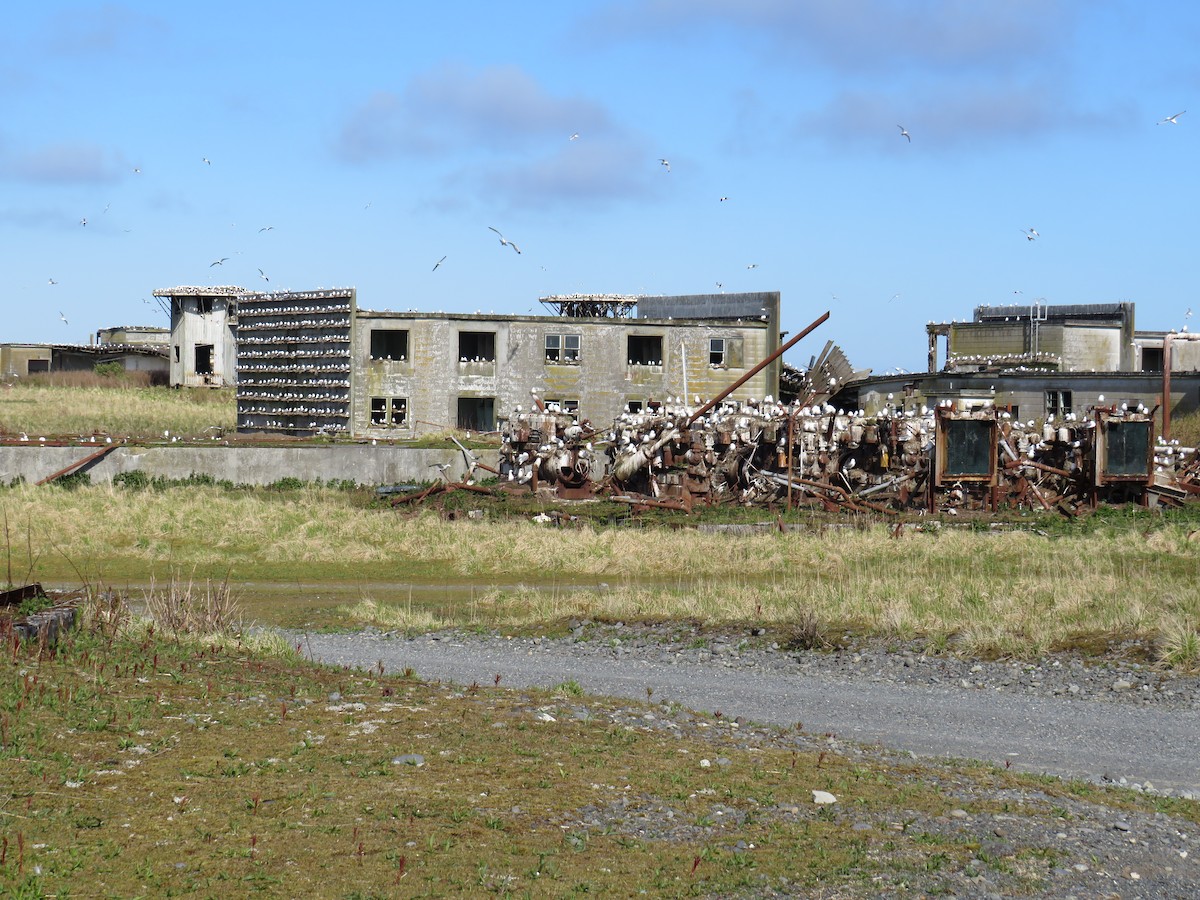 Kara Ayaklı Martı - ML619711319