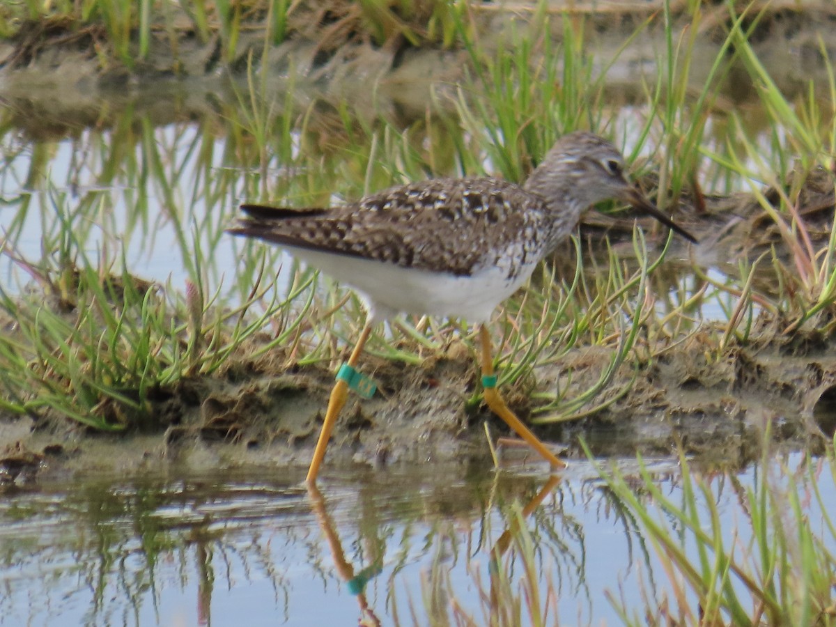 Lesser Yellowlegs - ML619711329