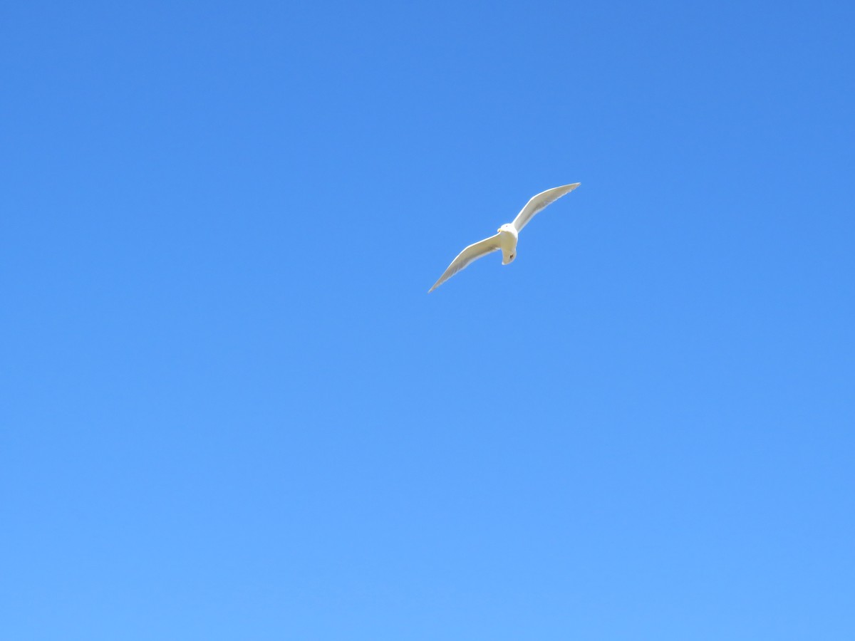 Glaucous-winged Gull - ML619711334