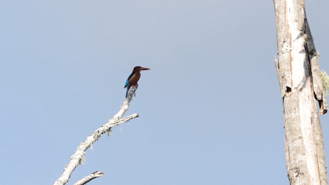 Martin-chasseur à poitrine brune - ML619711336