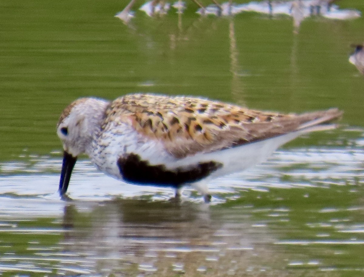 Dunlin - ML619711338