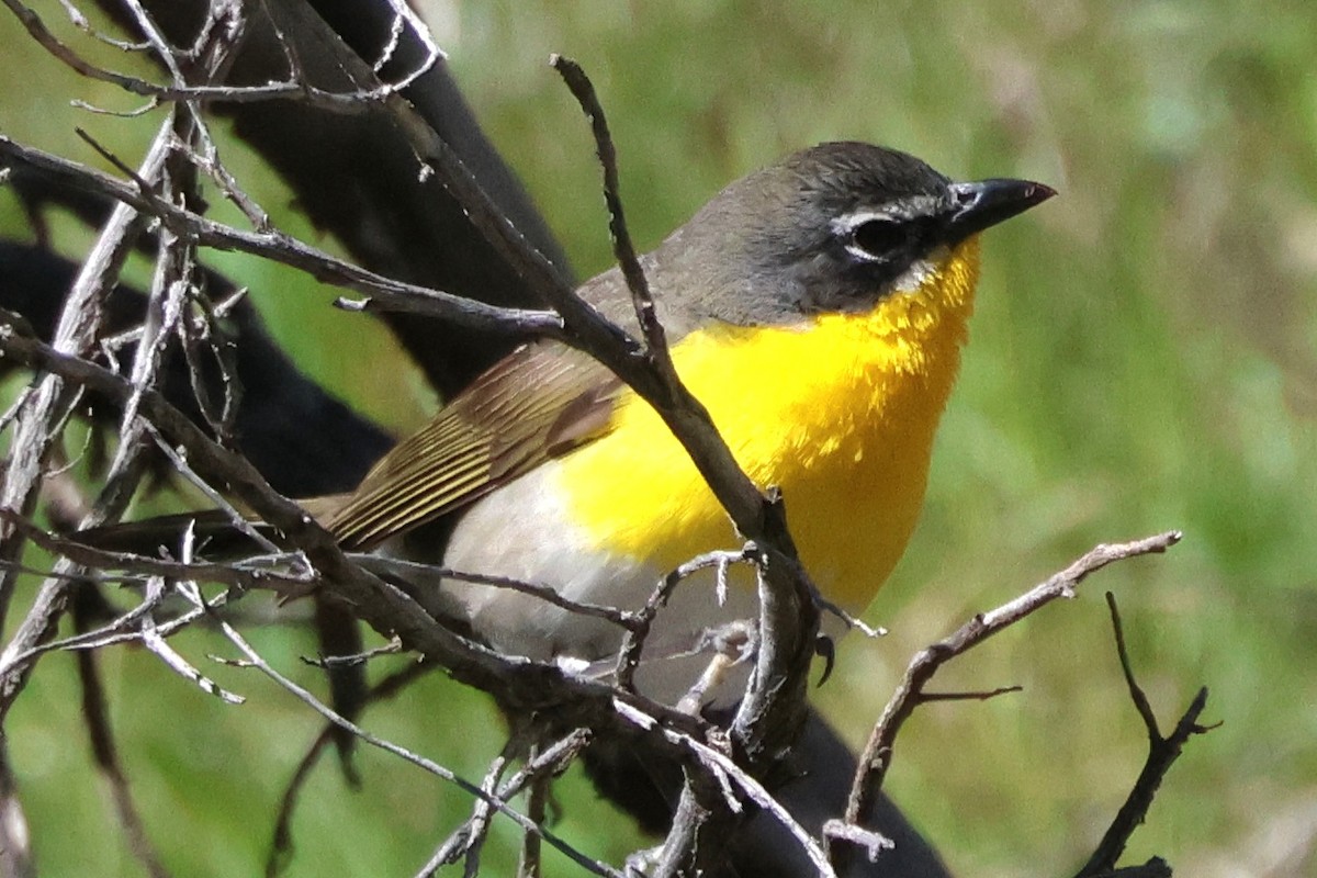 Yellow-breasted Chat - ML619711340