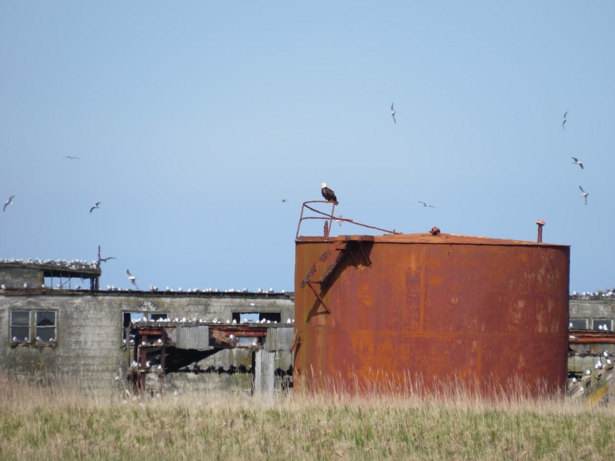 hvithodehavørn - ML619711342