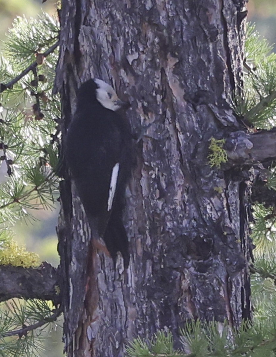 White-headed Woodpecker - ML619711344