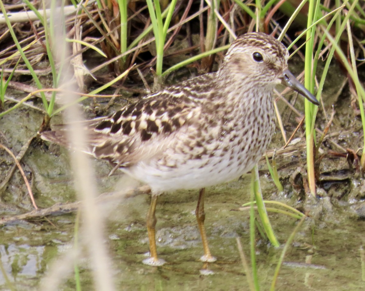 Pectoral Sandpiper - ML619711347