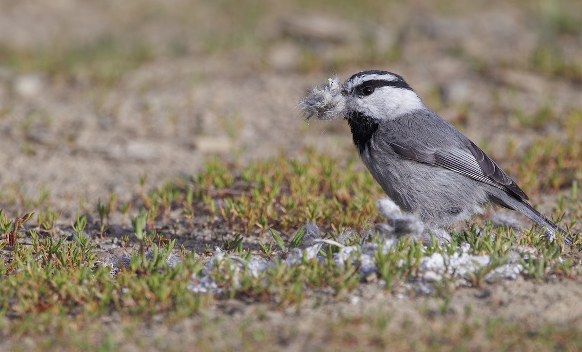 Mountain Chickadee - ML619711351