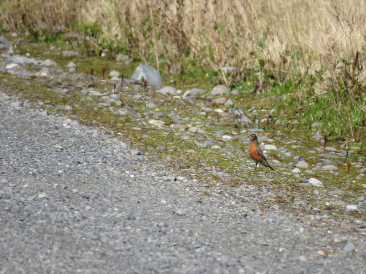 Göçmen Ardıç - ML619711352