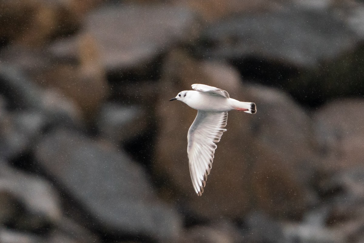 Bonaparte's Gull - ML619711358