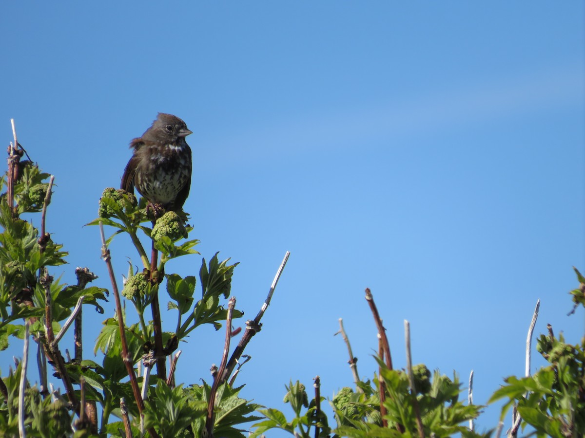 Fox Sparrow - ML619711359