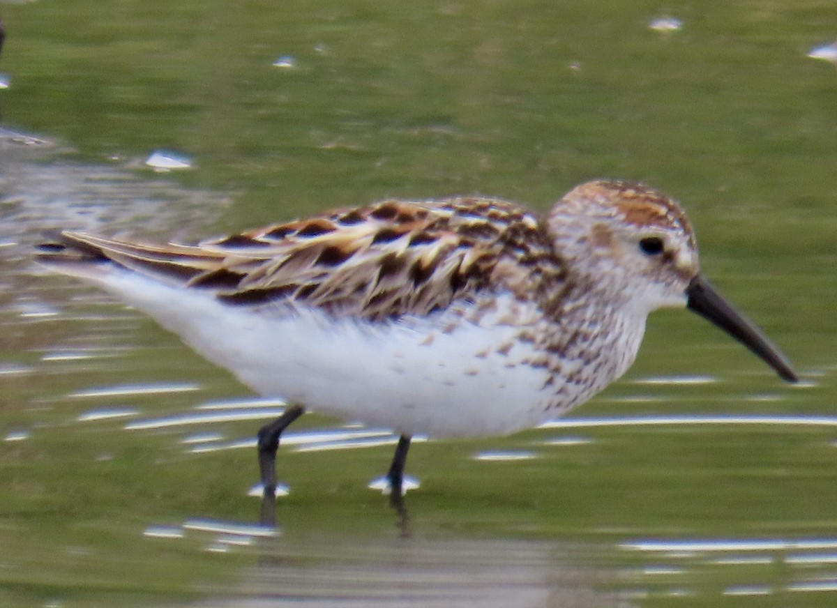 Western Sandpiper - ML619711372