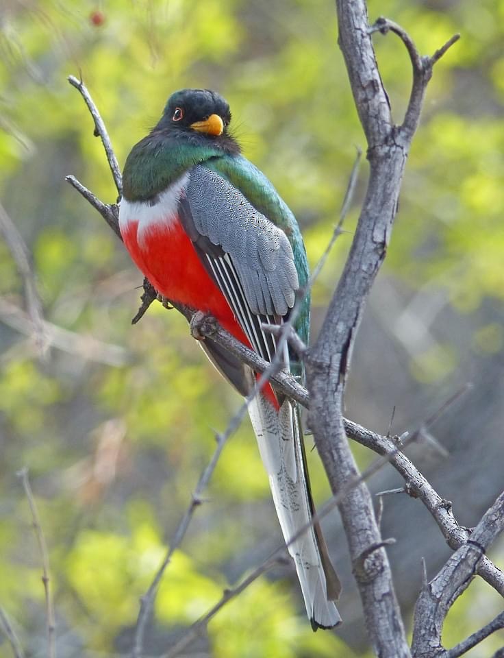 trogon krásný - ML619711377