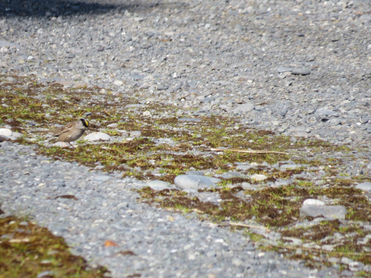 Golden-crowned Sparrow - ML619711380
