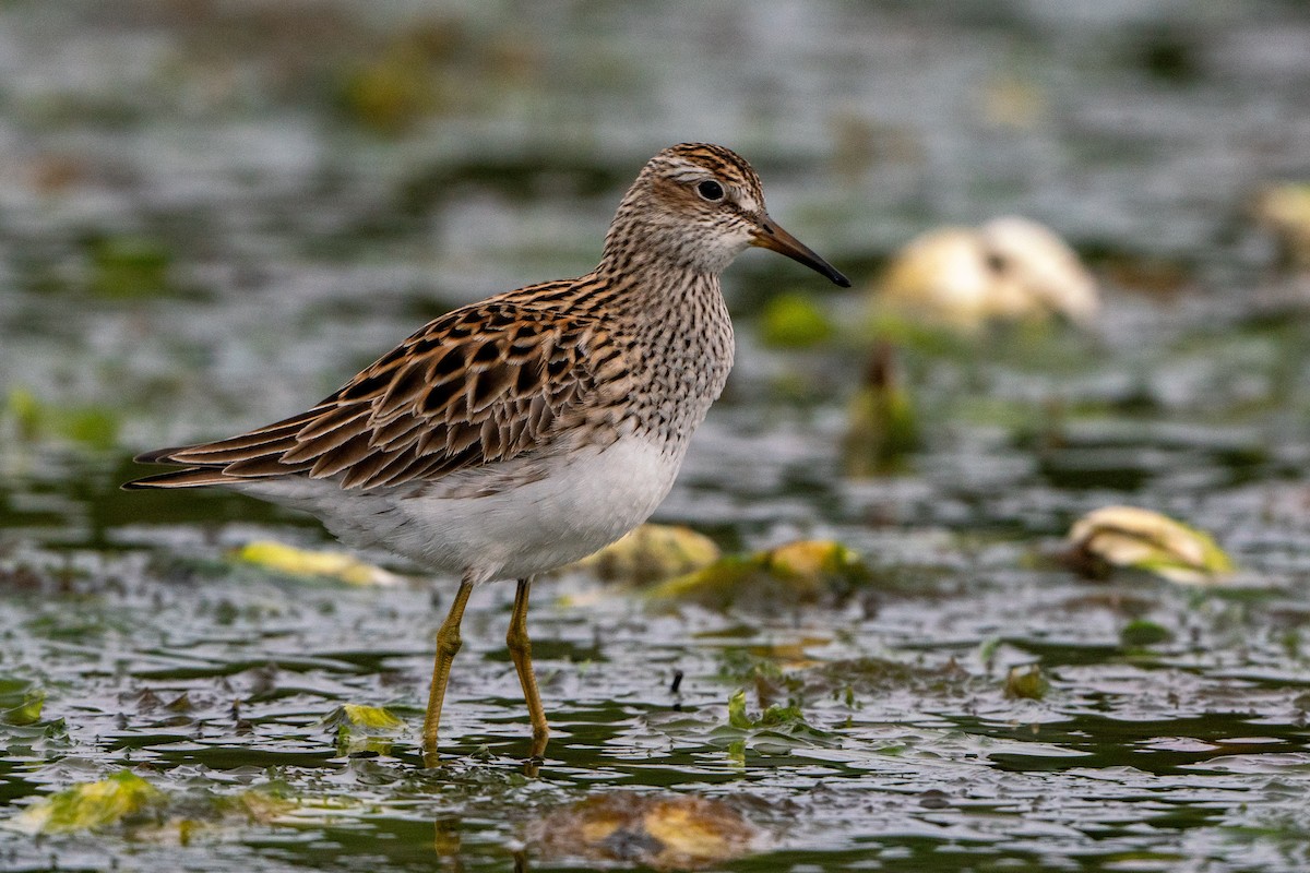 Pectoral Sandpiper - ML619711390