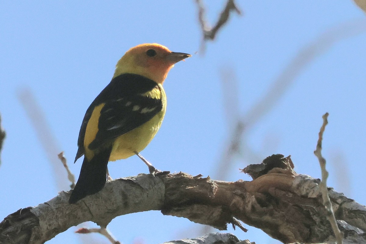 Western Tanager - ML619711393