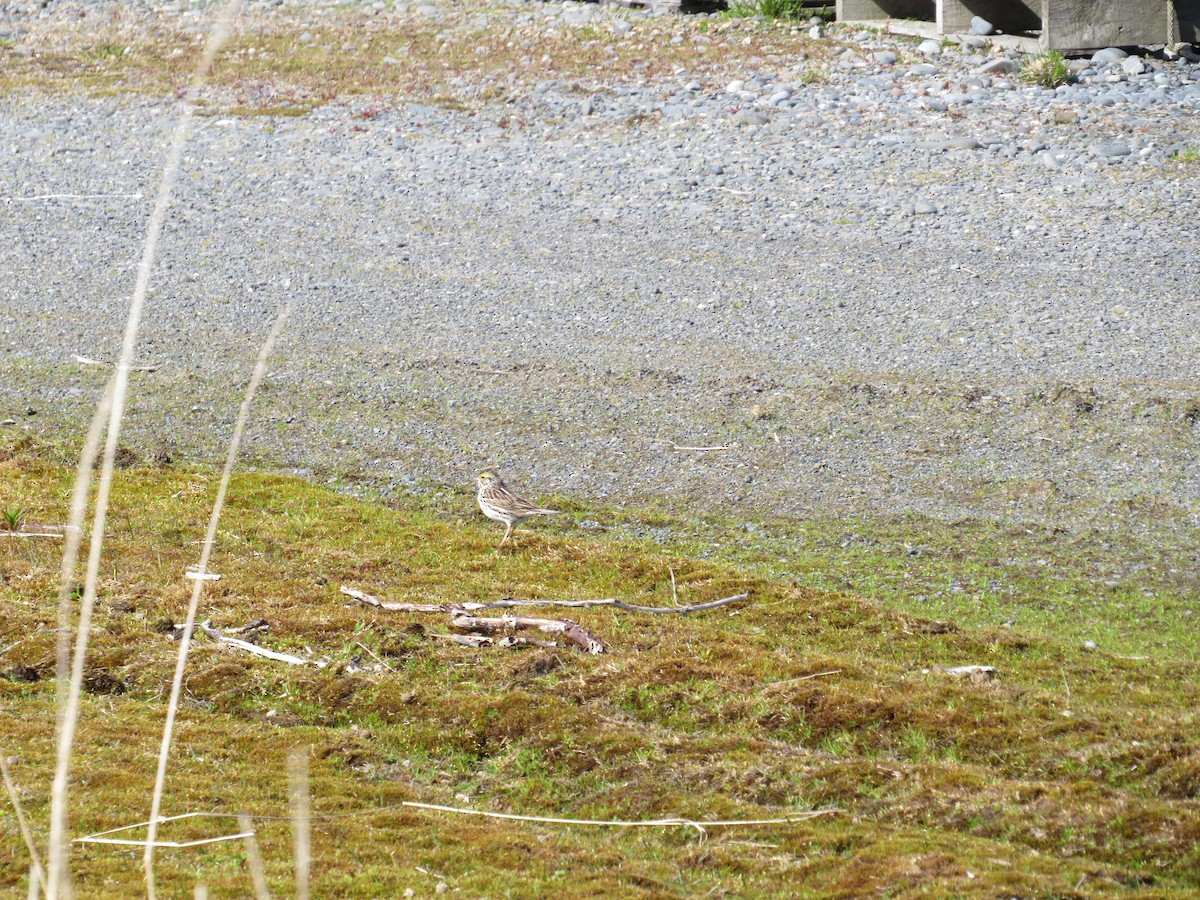 Savannah Serçesi - ML619711394