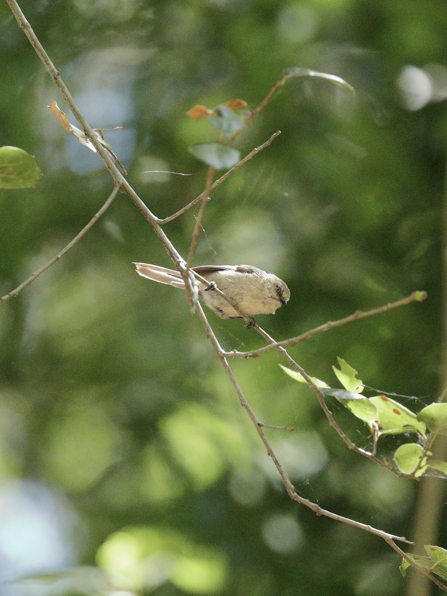 Bushtit - ML619711405