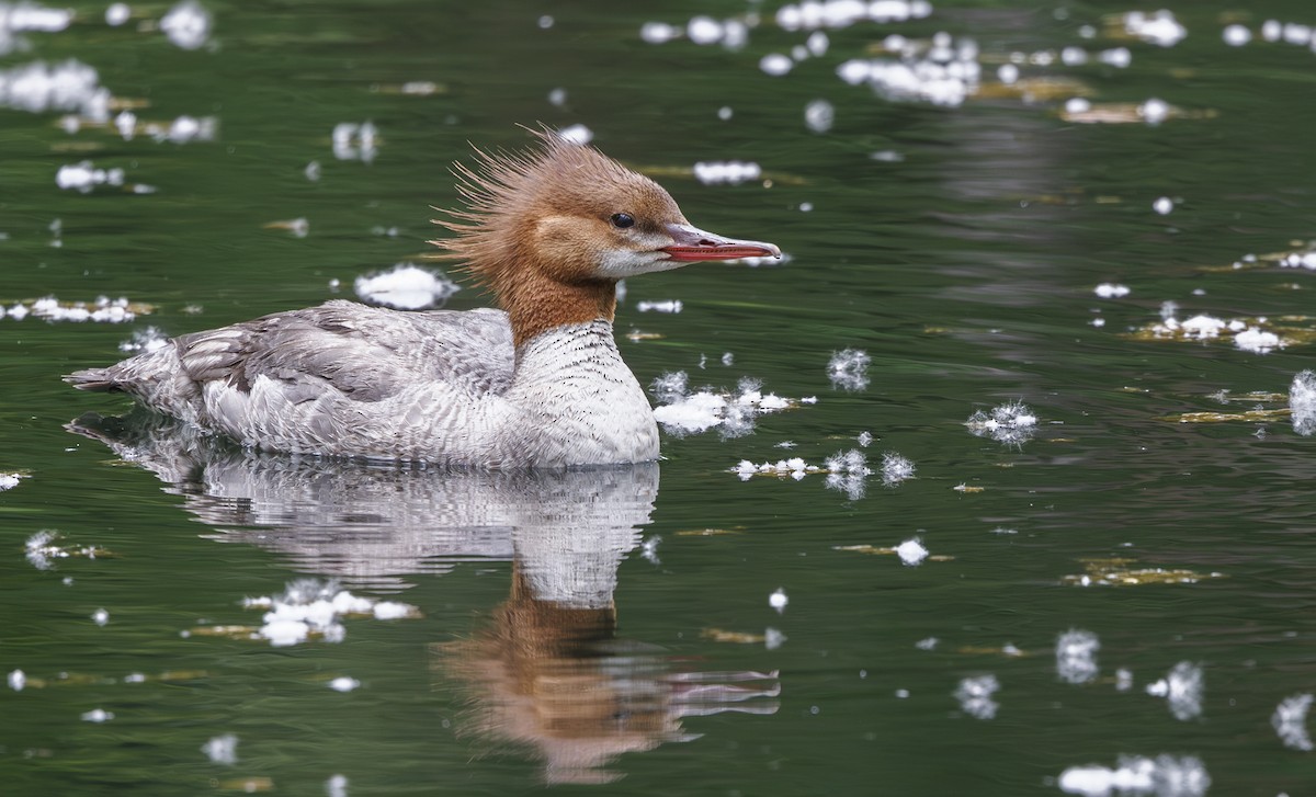 Common Merganser - ML619711418