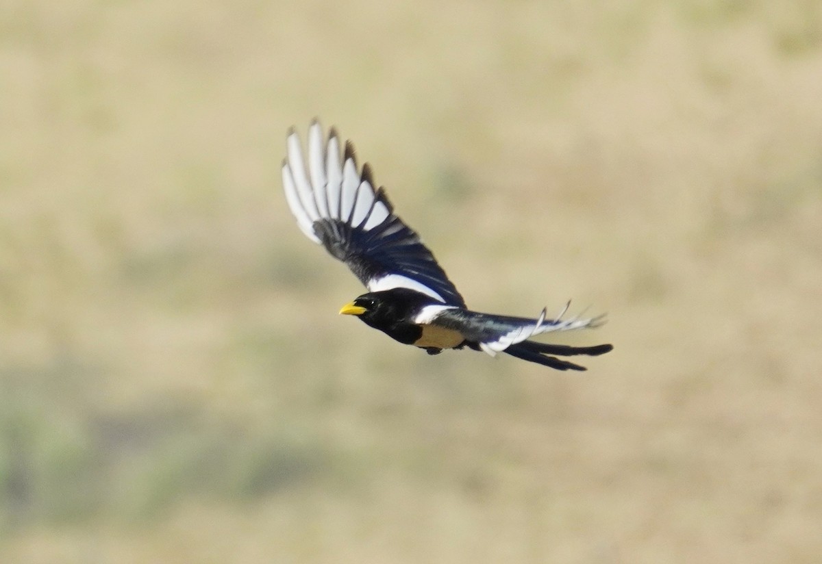 Yellow-billed Magpie - ML619711443