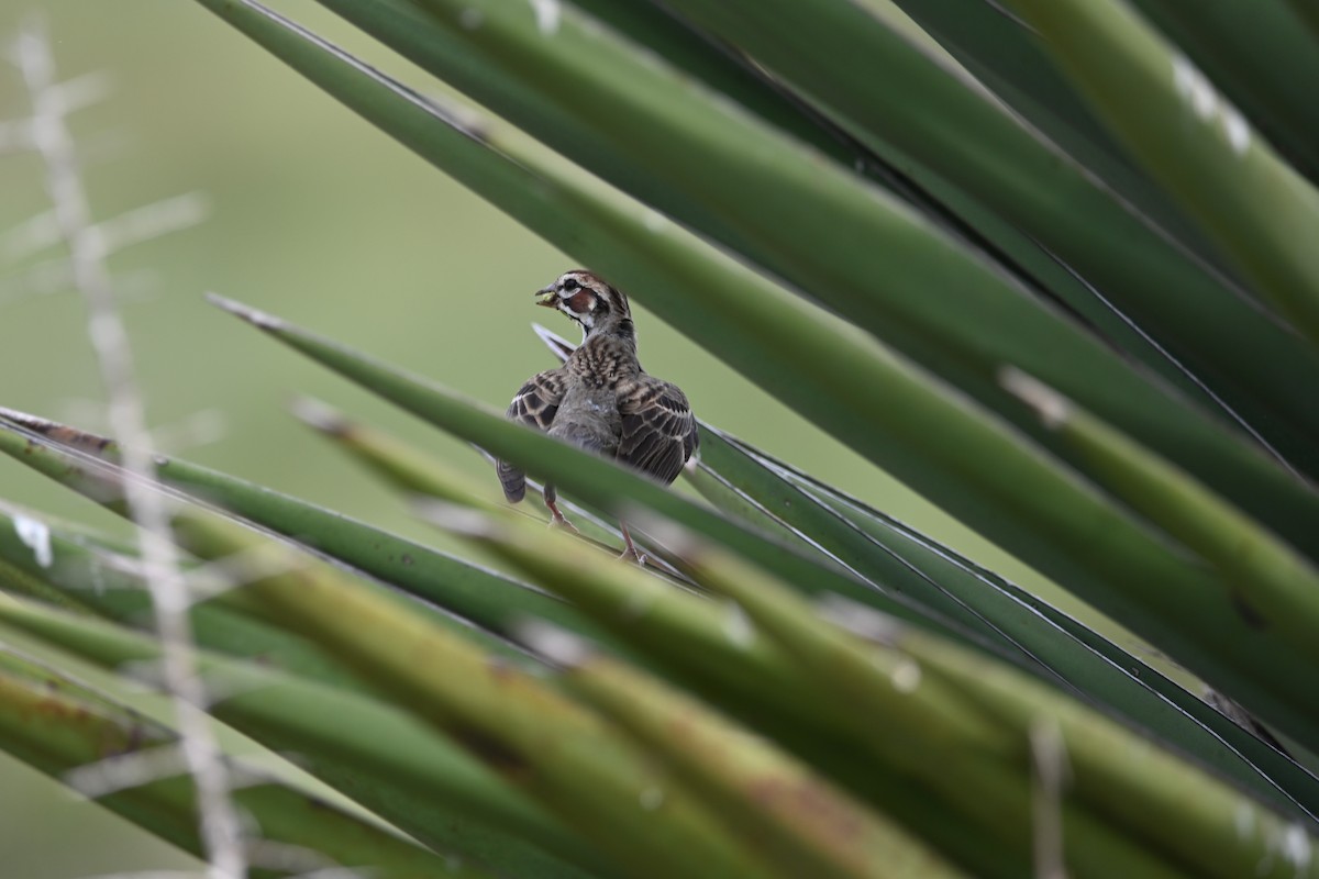 Lark Sparrow - ML619711457