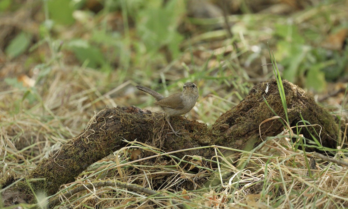 Bewick's Wren - ML619711472