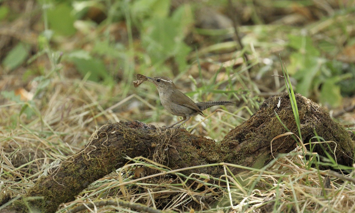 Bewick's Wren - ML619711481