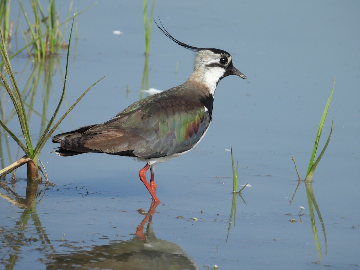 Northern Lapwing - ML619711488