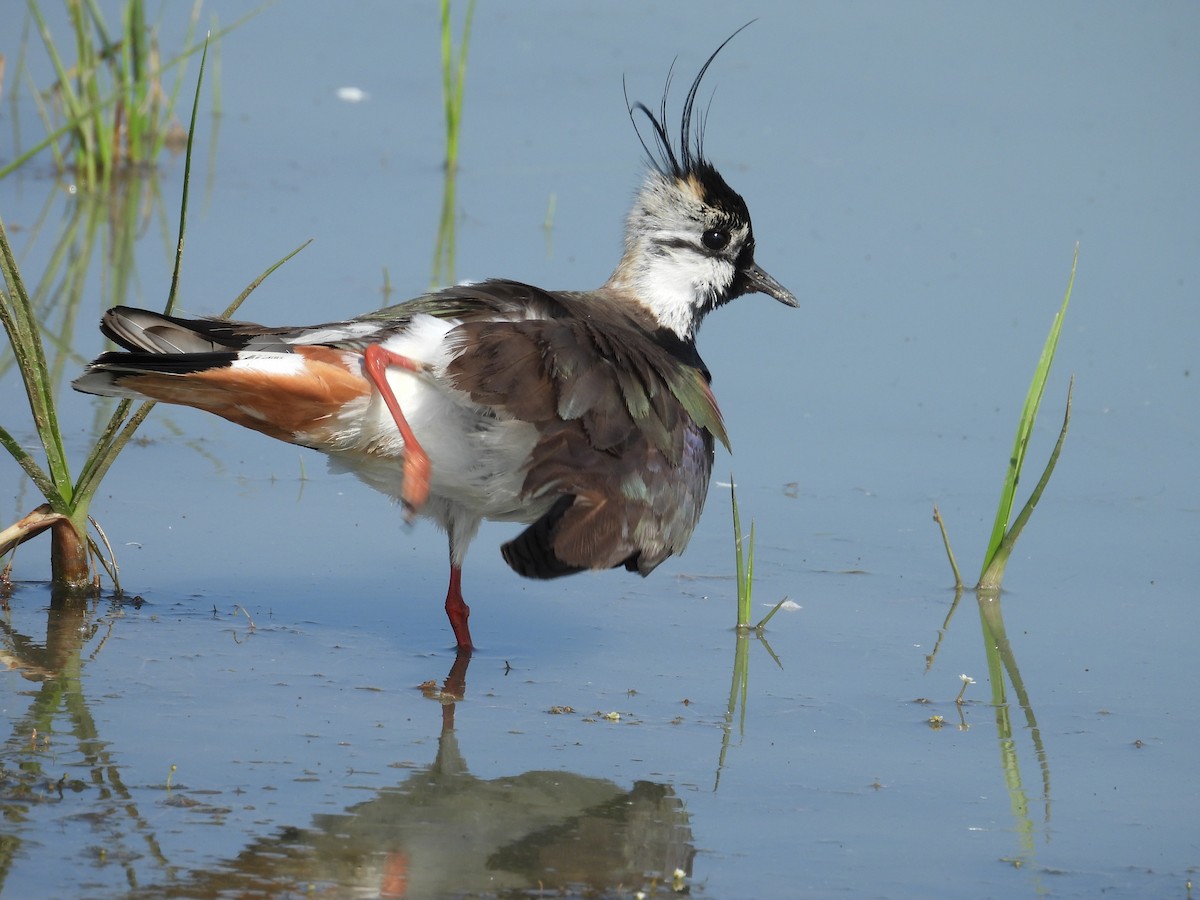 Northern Lapwing - ML619711489