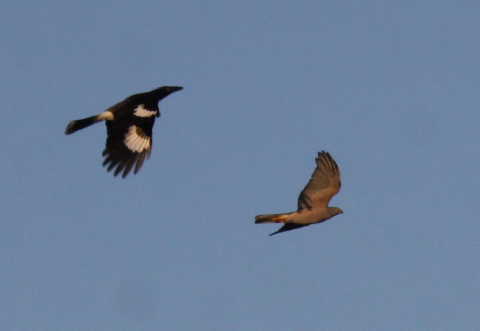 Collared Sparrowhawk - ML619711516