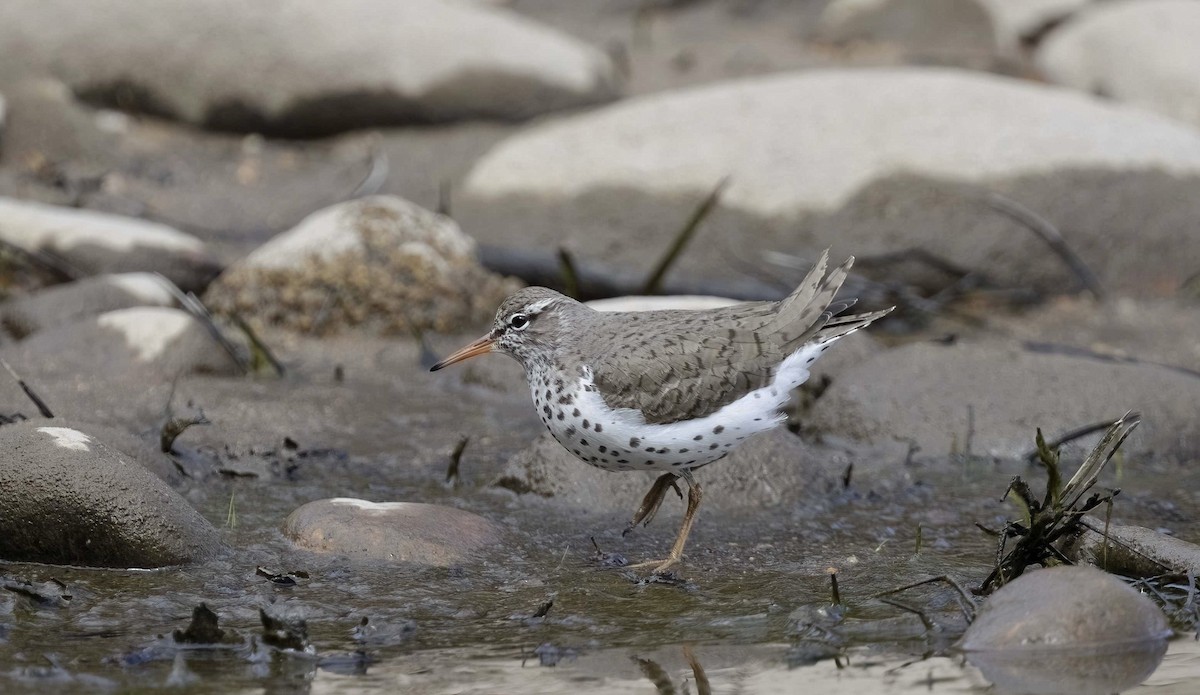 Spotted Sandpiper - ML619711519