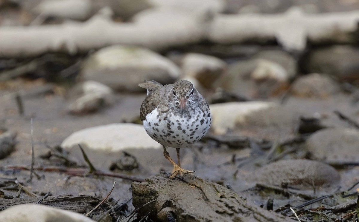 Spotted Sandpiper - Timo Mitzen