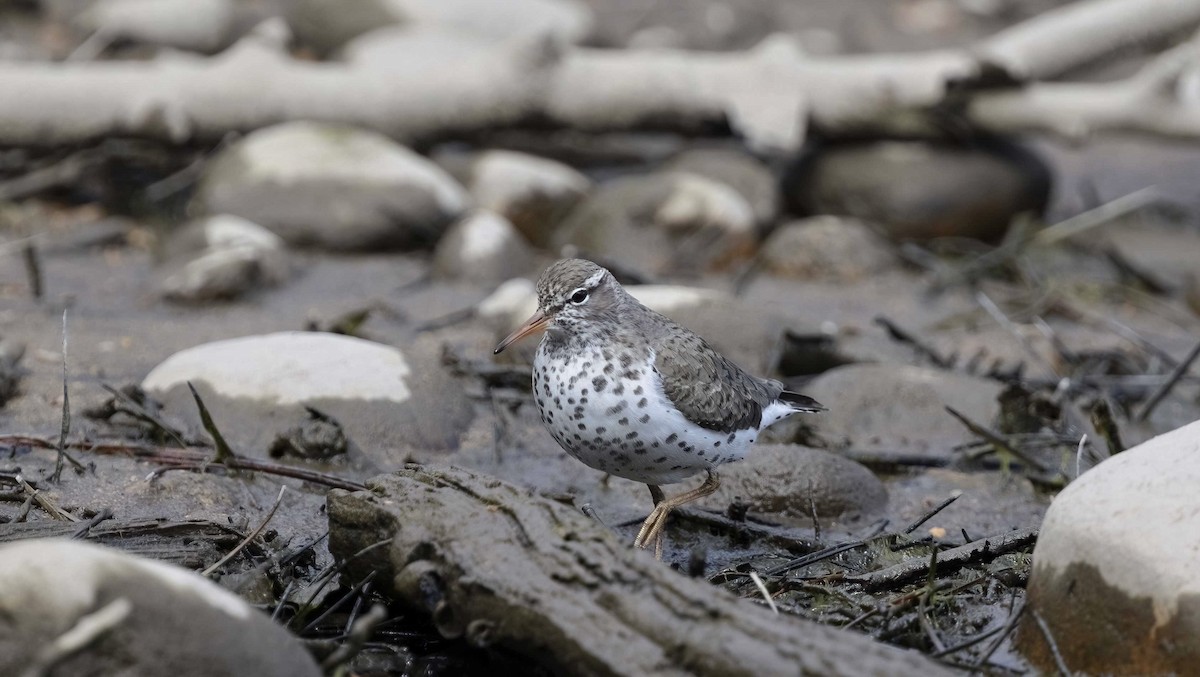 Spotted Sandpiper - ML619711521