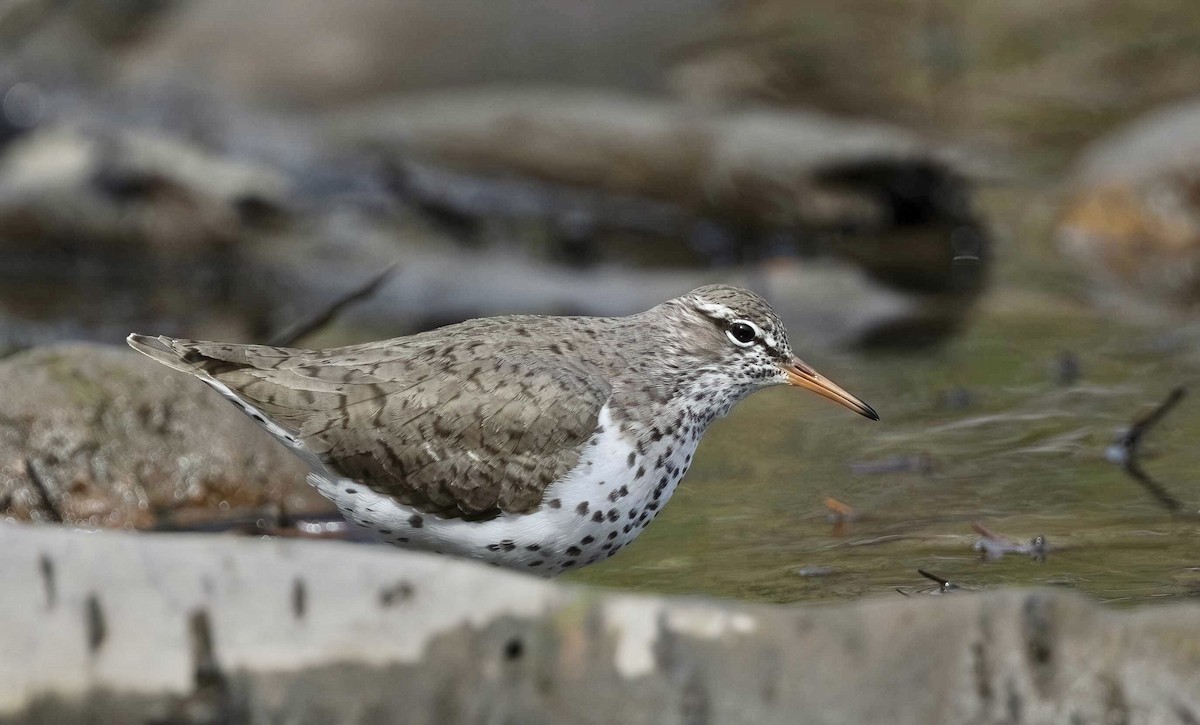 Spotted Sandpiper - ML619711522