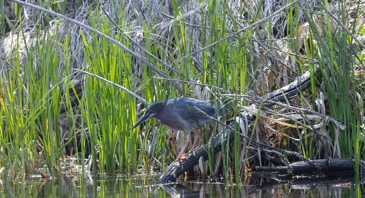 Green Heron - ML619711526