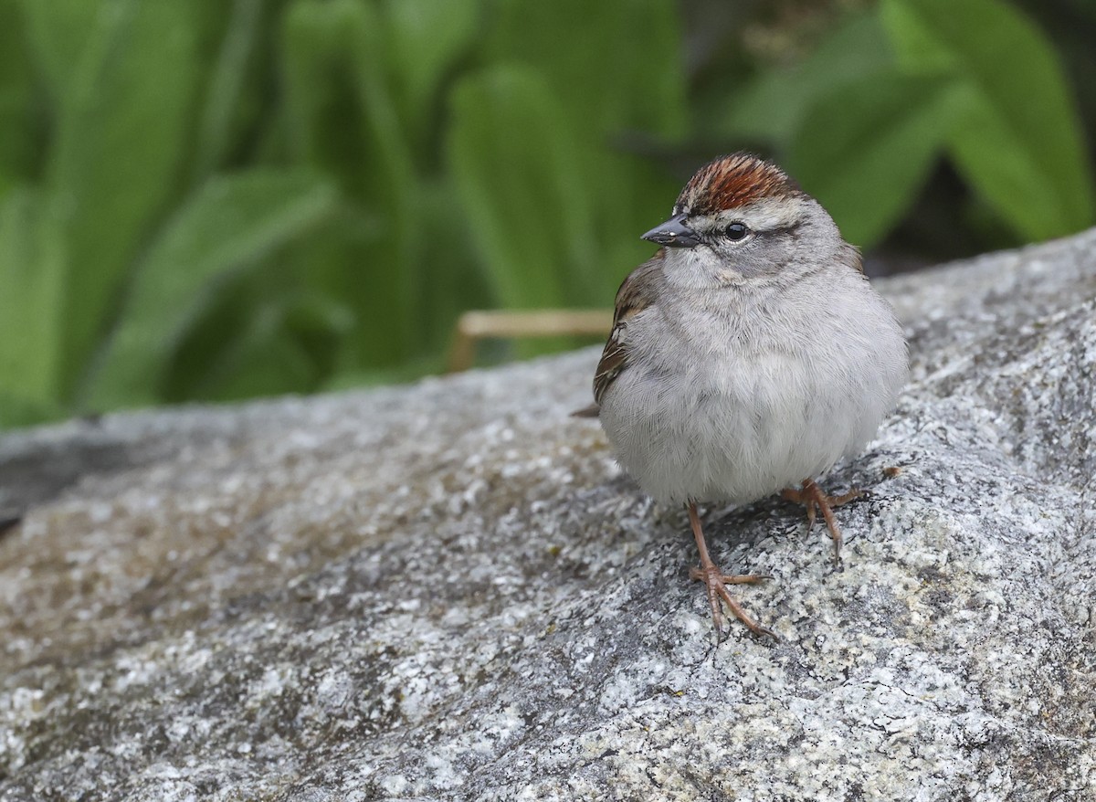 Chipping Sparrow - ML619711530