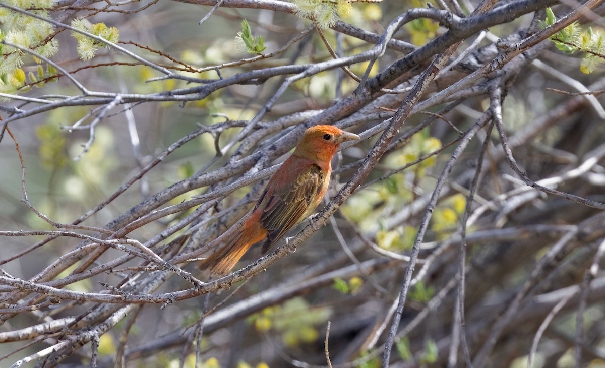 Piranga Roja - ML619711540