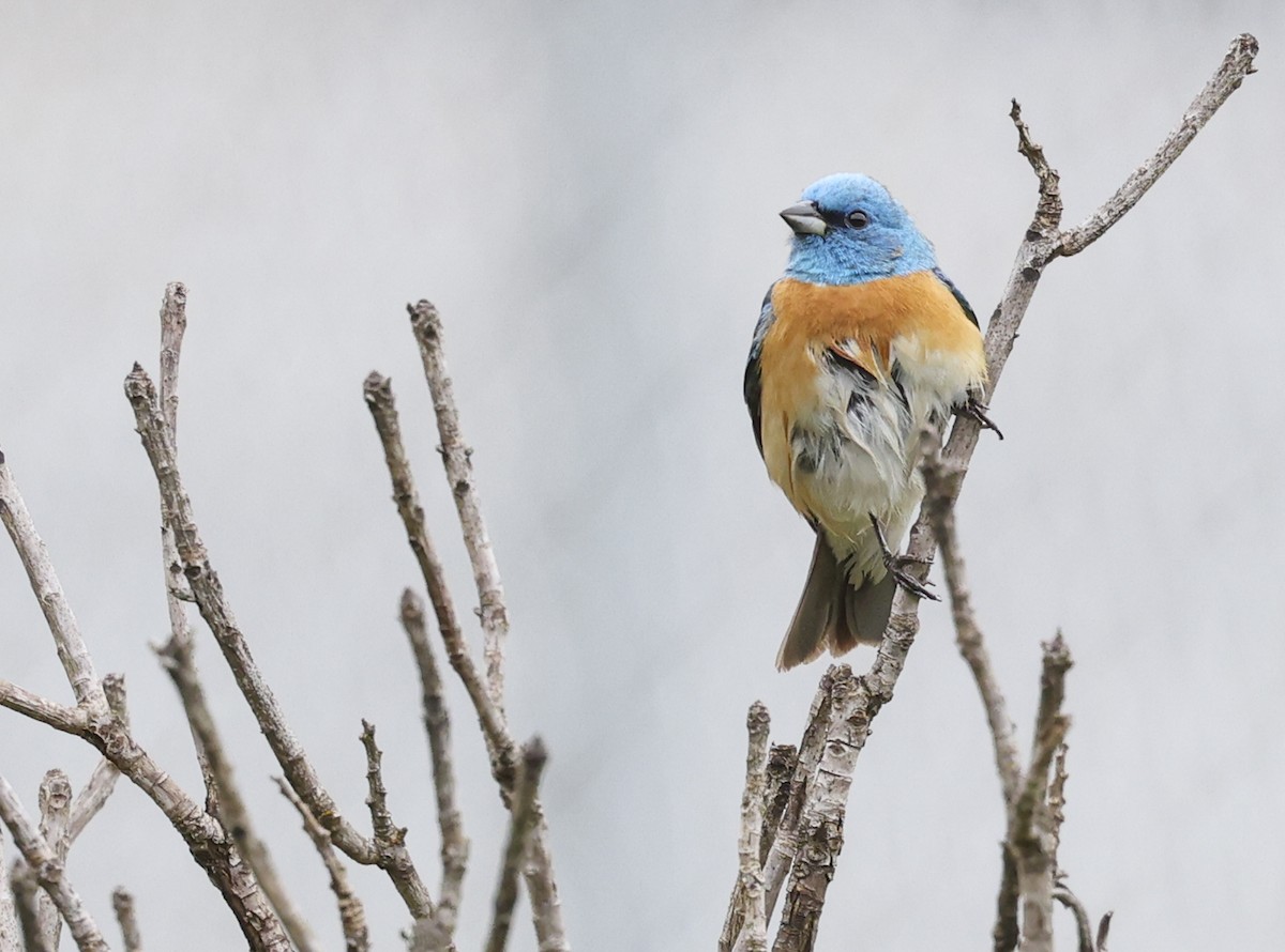 Lazuli Bunting - ML619711542