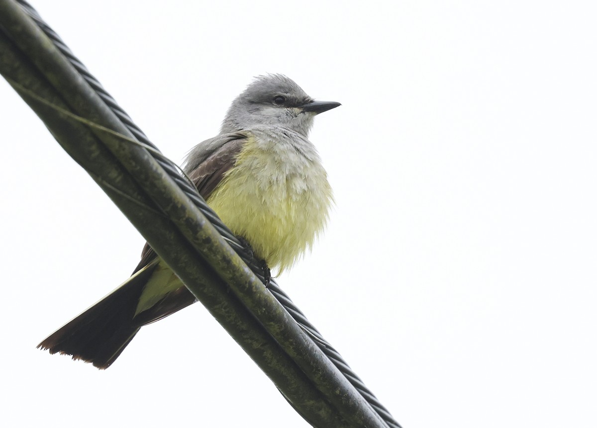 Western Kingbird - ML619711548