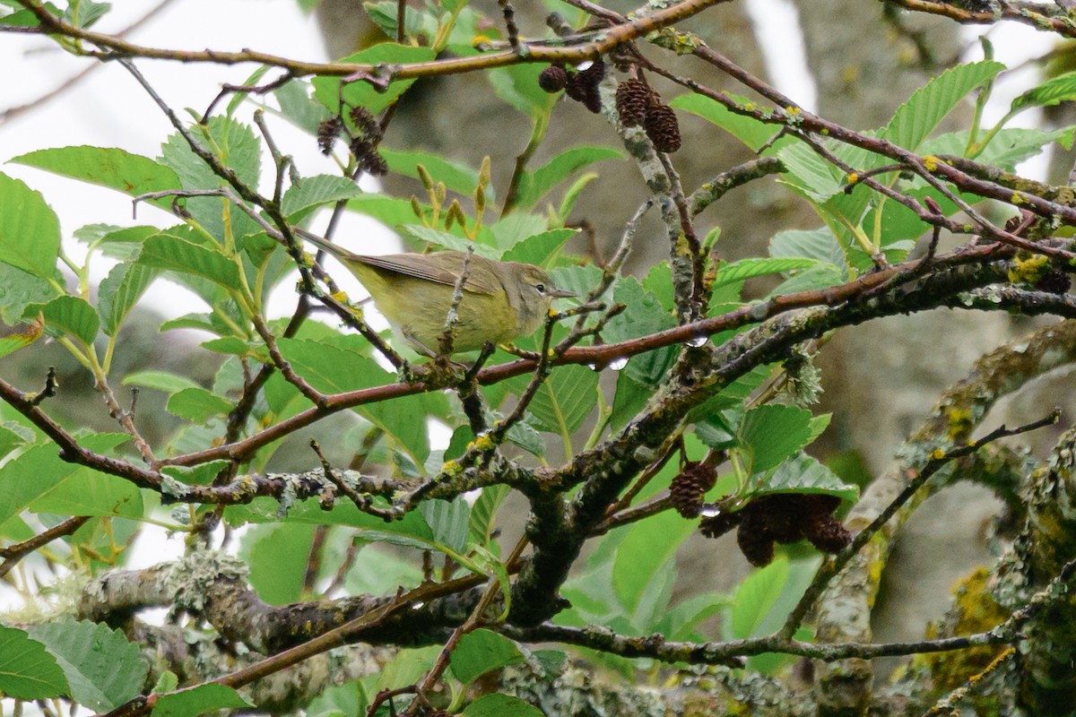 Orange-crowned Warbler - ML619711560