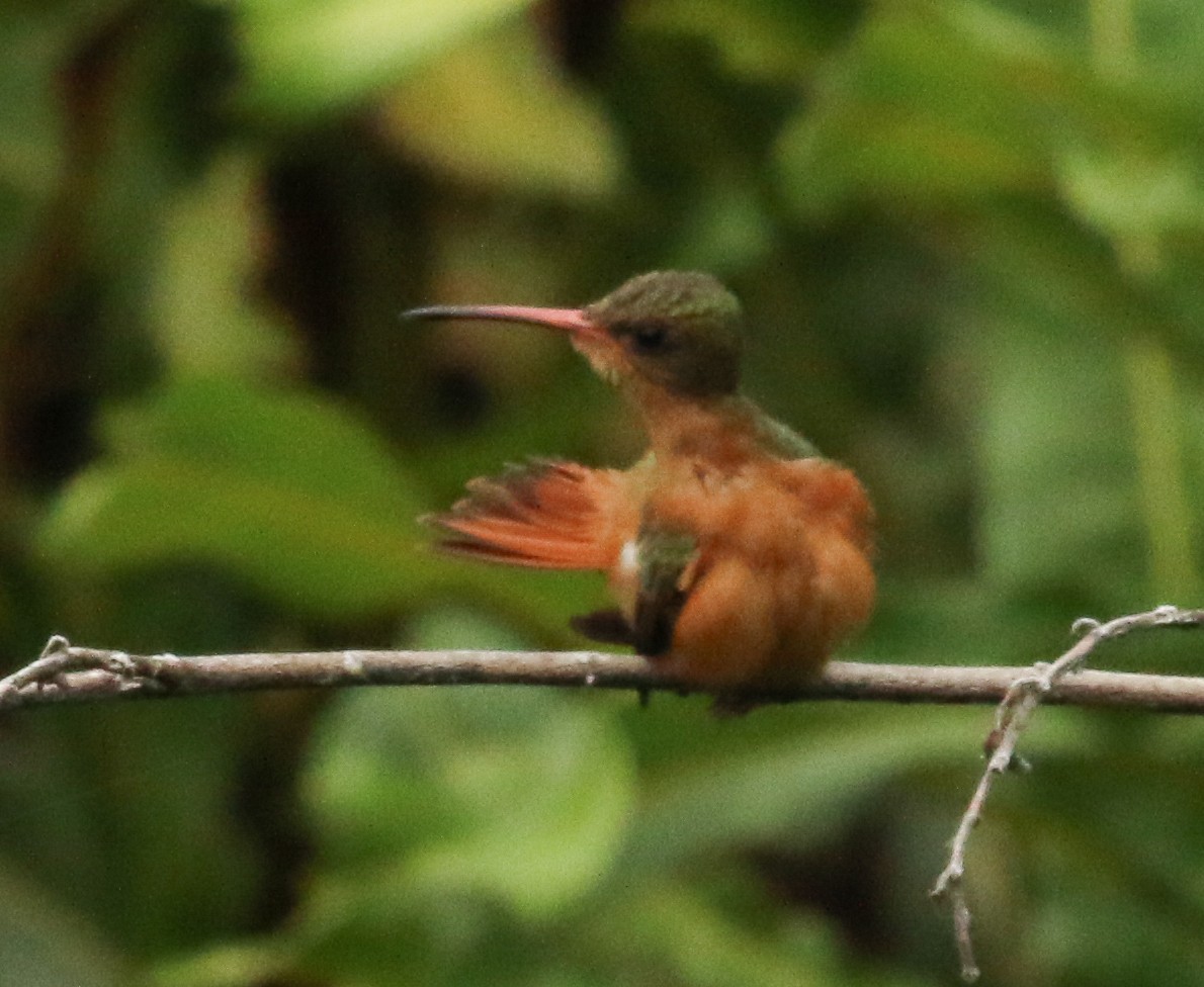 kolibřík ryšavý - ML619711565