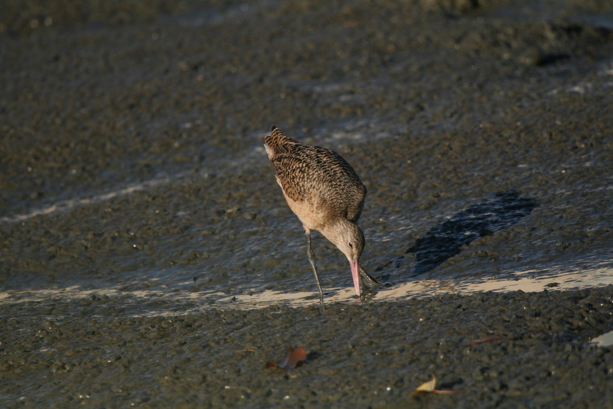 Marbled Godwit - ML619711572