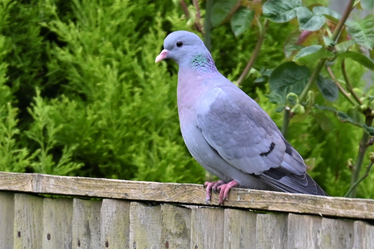 Pigeon colombin - ML619711577
