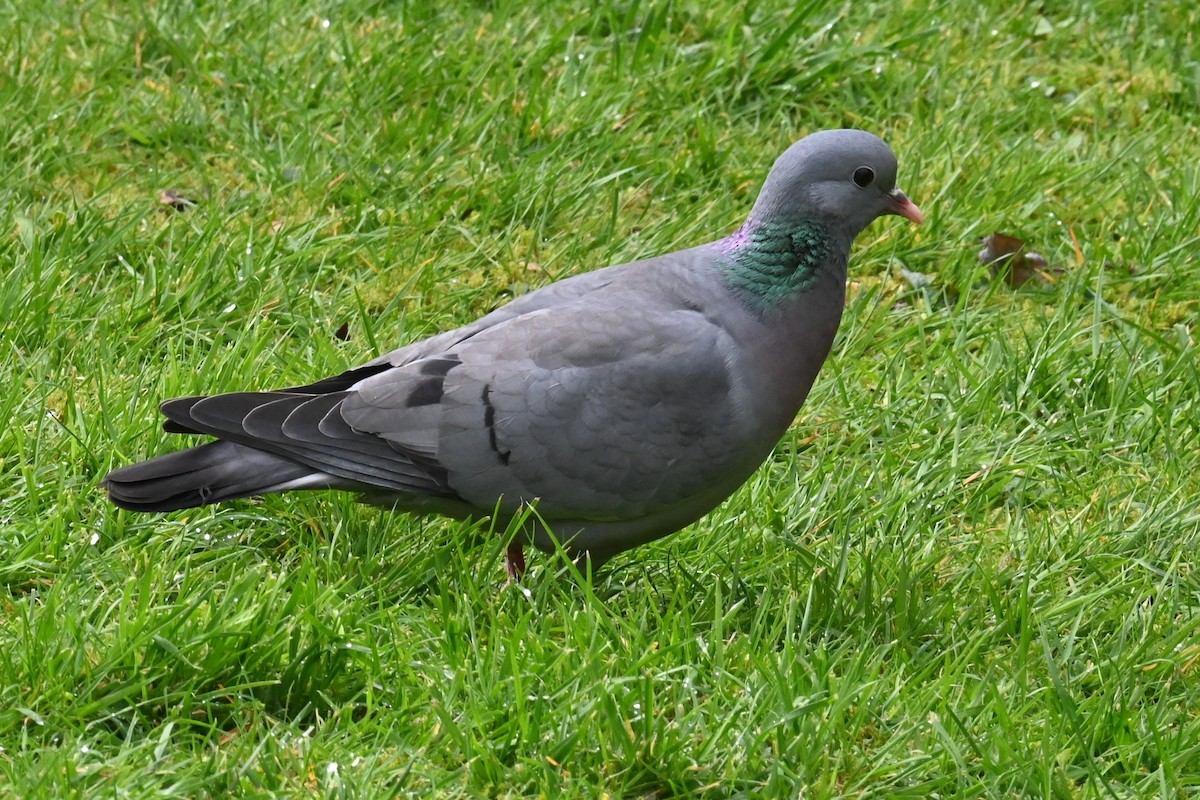 Pigeon colombin - ML619711580